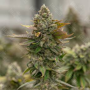 Auto Skywalker OG feminised Ganja Seeds