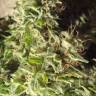 семена конопли курьером Super Bud feminised Green House Seeds семена конопли курьером Super Bud feminised Green House Seeds
