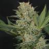 где можно заказать семена конопли Super Bud feminised Green House Seeds где можно заказать семена конопли Super Bud feminised Green House Seeds