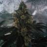 Auto White Widow CBD feminised Dutch Passion Seeds Auto White Widow CBD feminised Dutch Passion Seeds