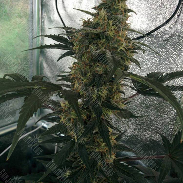 Auto White Widow CBD feminised Dutch Passion Seeds Auto White Widow CBD feminised Dutch Passion Seeds