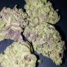 Регулярные сорта конопли Blue Cheese regular Ganja Seeds