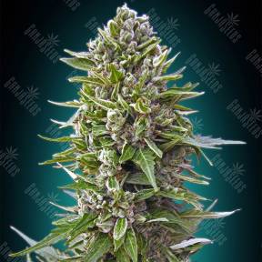 Automatic Collection №2 feminised 00 Seeds