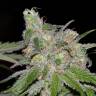 заказать качественные семена конопли Sweet Tooth feminised Barneys Farm