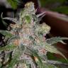 семена конопли почтой Sweet Tooth feminised Barneys Farm