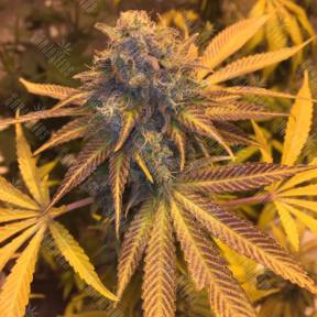 Blueberry Headband feminised Humboldt Seeds