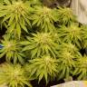 где можно заказать семена конопли Blueberry Headband feminised Humboldt Seeds где можно заказать семена конопли Blueberry Headband feminised Humboldt Seeds
