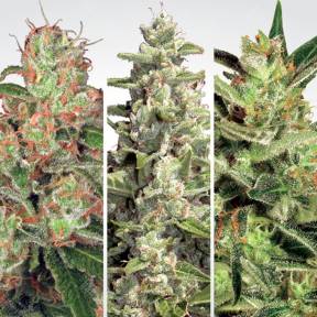 Auto Collection Pack #2 feminised Paradise Seeds