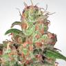семена конопли для посадки купить Auto Collection Pack #2 feminised Paradise Seeds семена конопли для посадки купить Auto Collection Pack #2 feminised Paradise Seeds