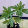 семена конопли курьером Alpujarrena feminised Pyramid Seeds семена конопли курьером Alpujarrena feminised Pyramid Seeds