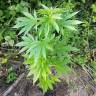 заказ семян конопли Москва Alpujarrena feminised Pyramid Seeds заказ семян конопли Москва Alpujarrena feminised Pyramid Seeds
