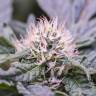 купить семена конопли Critical Kush feminised Royal Queen