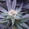 семена конопли Россия Critical Kush feminised Royal Queen