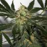 Семена марихуаны Black Domina x Early Skunk feminised Ganja Seeds Семена марихуаны Black Domina x Early Skunk feminised Ganja Seeds