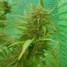 заказ семян конопли Москва Blueberry regular Ganja Seeds заказ семян конопли Москва Blueberry regular Ganja Seeds