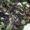 семена конопли Россия Blueberry regular Ganja Seeds семена конопли Россия Blueberry regular Ganja Seeds