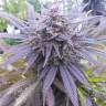 семена конопли в фирменной упаковке Blueberry regular Ganja Seeds семена конопли в фирменной упаковке Blueberry regular Ganja Seeds