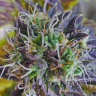 урожайные семена конопли Blueberry regular Ganja Seeds урожайные семена конопли Blueberry regular Ganja Seeds