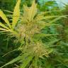 семена конопли в оригинальных упаковках Blueberry regular Ganja Seeds семена конопли в оригинальных упаковках Blueberry regular Ganja Seeds