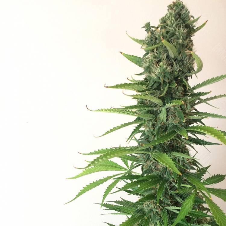семена конопли автоцвет Auto White Goblin feminised семена конопли автоцвет Auto White Goblin feminised
