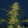 заказ семян конопли Москва Kalashnikova feminised Green House Seeds заказ семян конопли Москва Kalashnikova feminised Green House Seeds