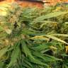 семена конопли Россия Kalashnikova feminised Green House Seeds семена конопли Россия Kalashnikova feminised Green House Seeds