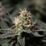 Auto Silver feminised Breeders Community Seeds