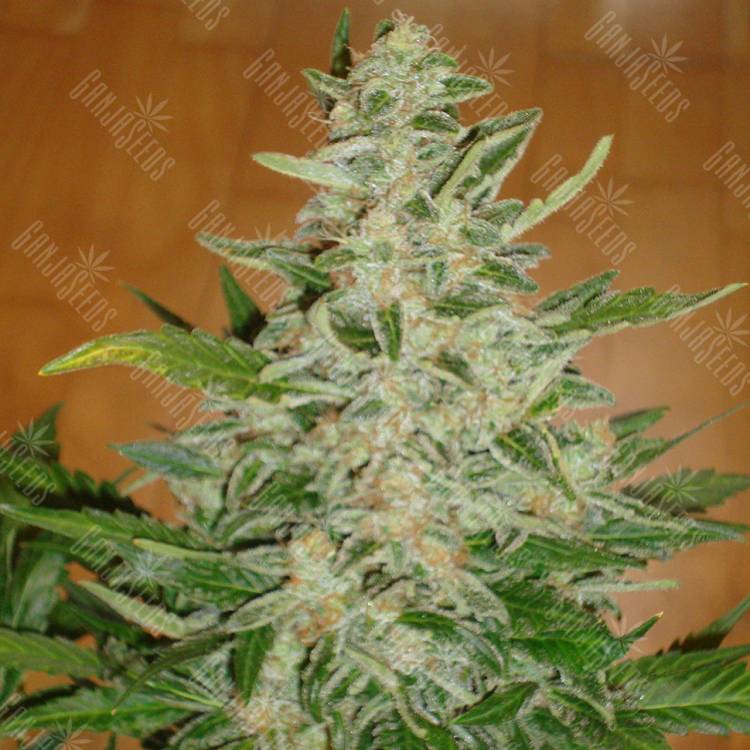 семена культурной конопли купить Auto Moby Dick regular семена культурной конопли купить Auto Moby Dick regular