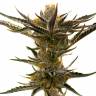 конопля семена сорта заказать Shiskaberry feminised Barneys Farm конопля семена сорта заказать Shiskaberry feminised Barneys Farm