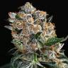 семена культурной конопли купить Malasana Cookies feminised Exotic Seed семена культурной конопли купить Malasana Cookies feminised Exotic Seed