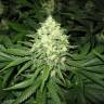 семена индийской конопли Prozack feminised Medical Seeds семена индийской конопли Prozack feminised Medical Seeds