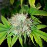 семена сортовой конопли White Russian feminised GanjaLiveSeeds семена сортовой конопли White Russian feminised GanjaLiveSeeds
