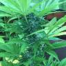 семена культурной конопли купить Super Critical feminised Green House Seeds семена культурной конопли купить Super Critical feminised Green House Seeds