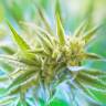 семена конопли курьером Super Critical feminised Green House Seeds семена конопли курьером Super Critical feminised Green House Seeds