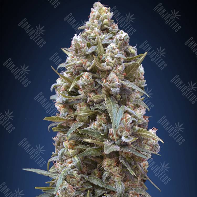 хорошие семена конопли 00 Kush feminised 00 Seeds хорошие семена конопли 00 Kush feminised 00 Seeds