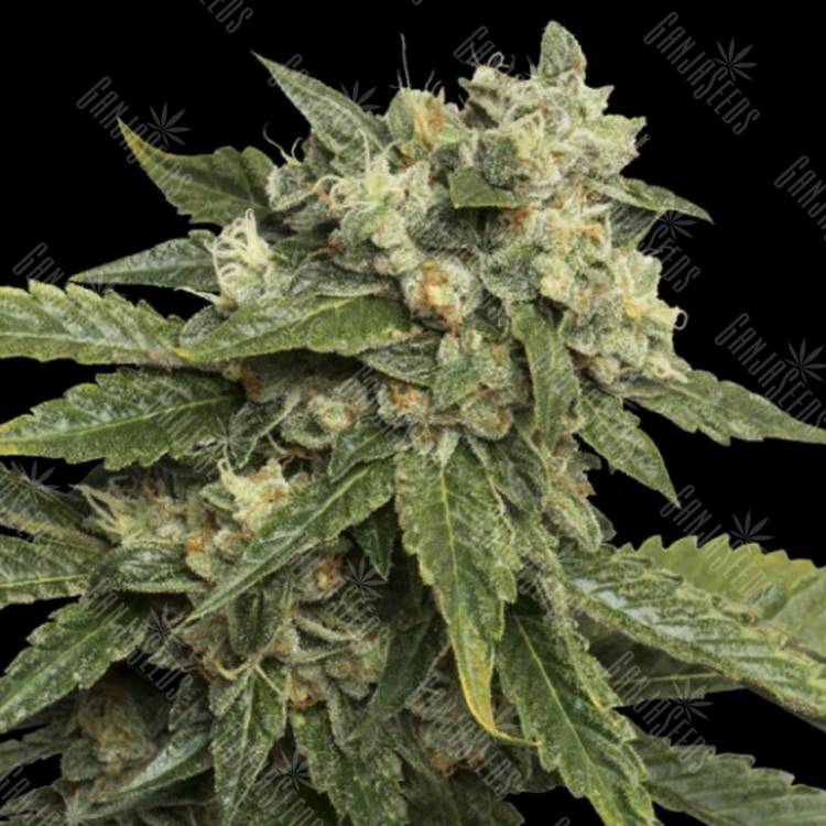 семена конопли интернет магазин Sour Kosher feminised DNA Genetics
