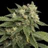 семена конопли интернет магазин Sour Kosher feminised DNA Genetics