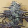 семена конопли для посадки купить Bubba Kush 2.0 feminised Humboldt Seeds семена конопли для посадки купить Bubba Kush 2.0 feminised Humboldt Seeds