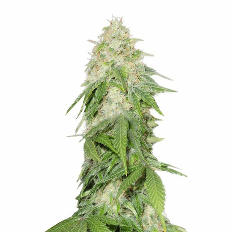 семена конопли интернет магазин Some Sweet feminised Medical Seeds семена конопли интернет магазин Some Sweet feminised Medical Seeds