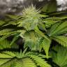 семена культурной конопли купить Black Jack F1 Fast Version feminised Sweet Seeds семена культурной конопли купить Black Jack F1 Fast Version feminised Sweet Seeds