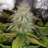 семена конопли для курения Black Jack F1 Fast Version feminised Sweet Seeds семена конопли для курения Black Jack F1 Fast Version feminised Sweet Seeds
