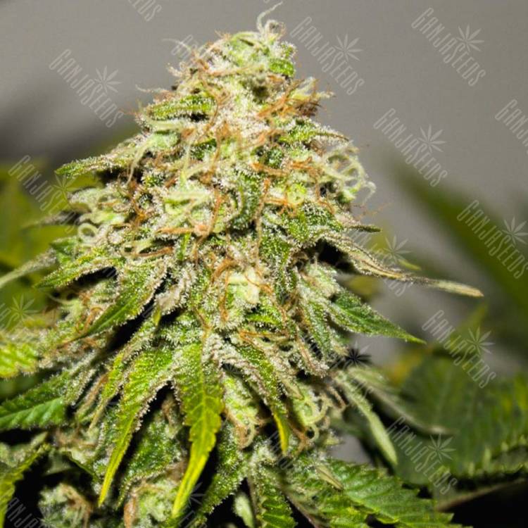 Качественные семена конопли Auto Critical Kush feminised Ganja Seeds Качественные семена конопли Auto Critical Kush feminised Ganja Seeds