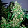 Семена каннабиса Auto Critical Kush feminised Ganja Seeds Семена каннабиса Auto Critical Kush feminised Ganja Seeds
