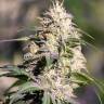 Семена марихуаны в России Big Bud feminised GanjaLiveSeeds Семена марихуаны в России Big Bud feminised GanjaLiveSeeds