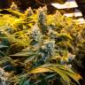 Качественные семена марихуаны Big Bud feminised GanjaLiveSeeds Качественные семена марихуаны Big Bud feminised GanjaLiveSeeds