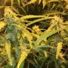 семена конопли Auto Lowryder2 regular семена конопли Auto Lowryder2 regular