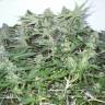 семена конопли дешево White Widow regular семена конопли дешево White Widow regular