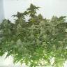 семена конопли интернет магазин White Widow regular семена конопли интернет магазин White Widow regular