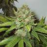 семена конопли f1 в оригинальной упаковке White Widow regular семена конопли f1 в оригинальной упаковке White Widow regular