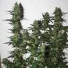 семена конопли недорого White Widow regular